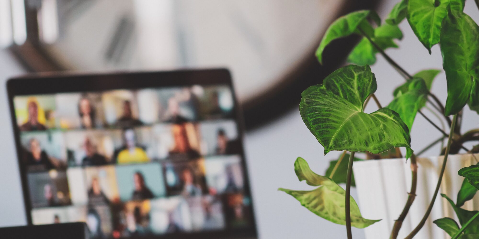 An image of an online meeting on a laptop with the image blurred and a green plant in the foreground.