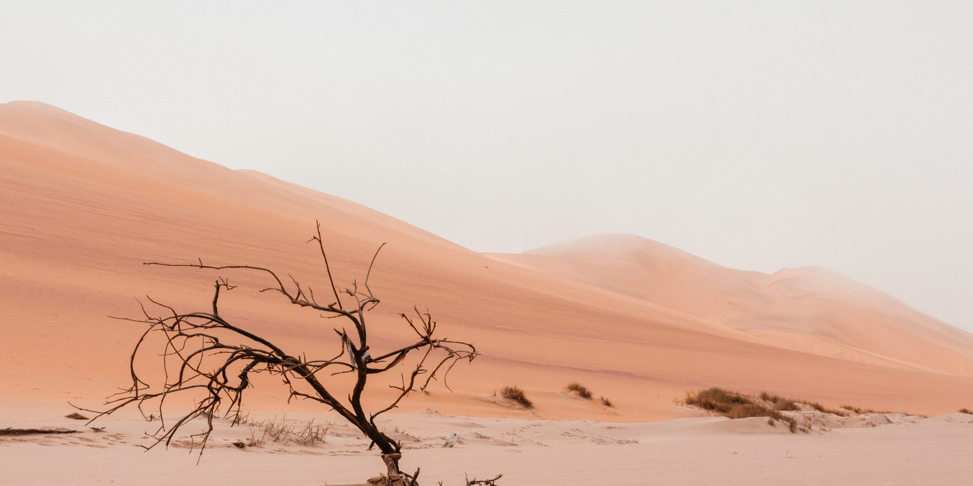 A barren tree right leaning in a sandy desert.
