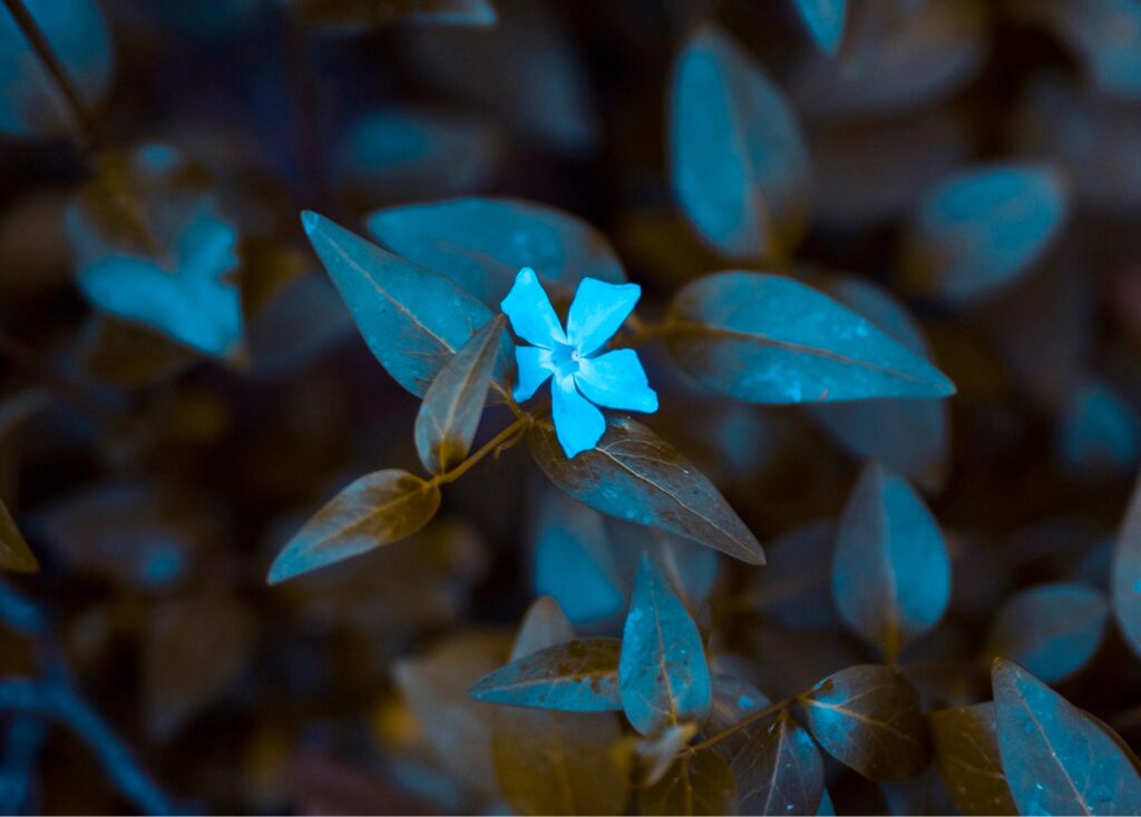 Blue flower among green leaves representing growth, focus, and Partnership at McLean.