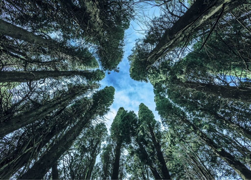 View from below of tall trees representing McLean Partnership’s growth-focused and sustainable recruitment strategy.