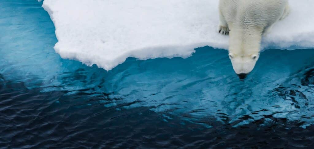 Polar bear on ice near the Arctic Ocean, representing environmental focus in sustainable investment.