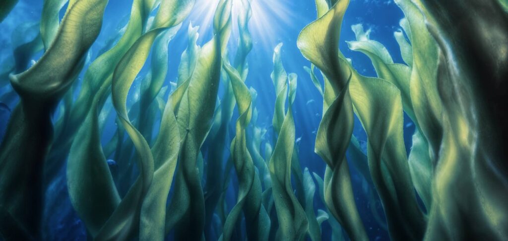 Underwater kelp forest representing growth and sustainability for the Non-Executive Director role in an Agri Tech portfolio company.